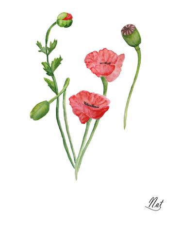 Print of Botanic Paintings by Natalia Shabai