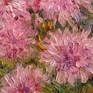 Pink chrysanthemums
Still life in the style impressionism.
Size 20" x 16" or 50 x 40 cm
Bouquet of pink chrysanthemums in a glass jug illuminated by the summer sun.