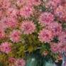 Pink chrysanthemums
Still life in the style impressionism.
Size 20" x 16" or 50 x 40 cm
Bouquet of pink chrysanthemums in a glass jug illuminated by the summer sun.