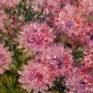 Pink chrysanthemums
Still life in the style impressionism.
Size 20" x 16" or 50 x 40 cm
Bouquet of pink chrysanthemums in a glass jug illuminated by the summer sun.