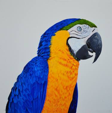 Gorgeous Macaw thumb