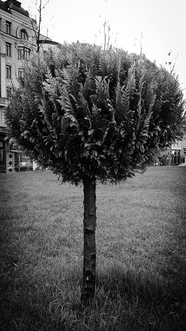 Print of Abstract Botanic Photography by Anton Makarenko