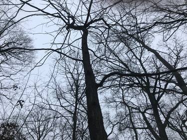 Print of Tree Photography by Mary Bruce