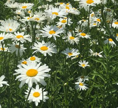 Print of Fine Art Landscape Photography by Mary Bruce