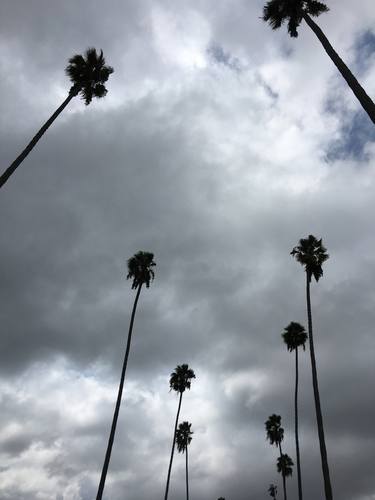 Silver with Dark Palms, Los Angeles thumb