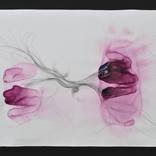 Violet Watercolor and Graphite on paper by David Collins