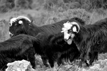 Print of Realism Animal Photography by Dara Levine