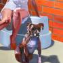 Inspired by graffiti art, pitbulls, and blondes. She feels so close yet so far.
