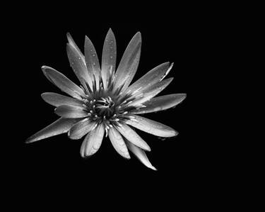 Print of Botanic Photography by reaz ahtai