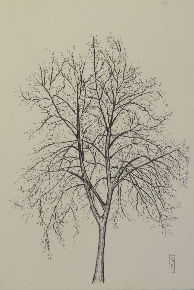 The Skeleton Tree just the bones of a tree. Drawing by James Kissel