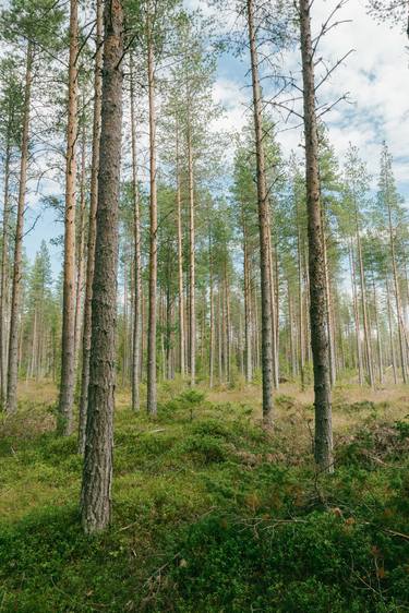 Forest in Sweden - Limited Edition of 10 thumb