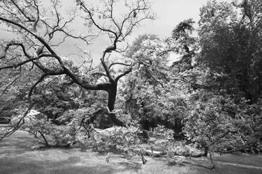 Inside the Treves gardens thumb