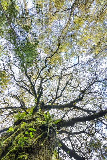 Ancient oak tree thumb