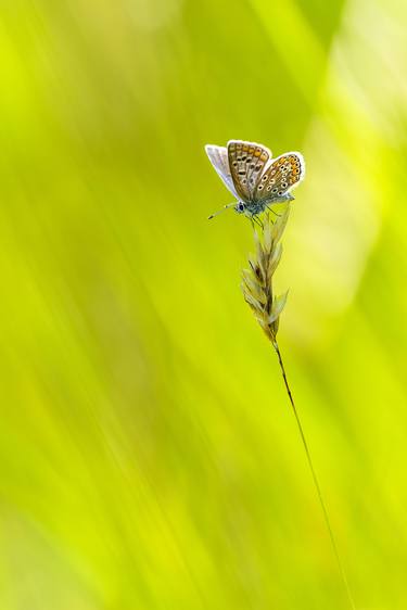 Print of Fine Art Animal Photography by Cesar Torres