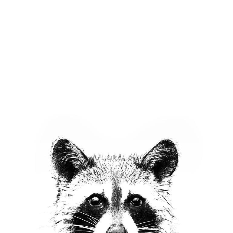 Raccoon - Print