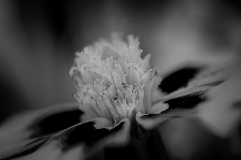 Print of Abstract Floral Photography by Cesar Torres