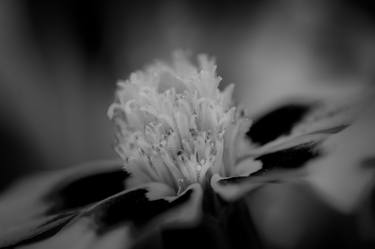 Print of Abstract Floral Photography by Cesar Torres