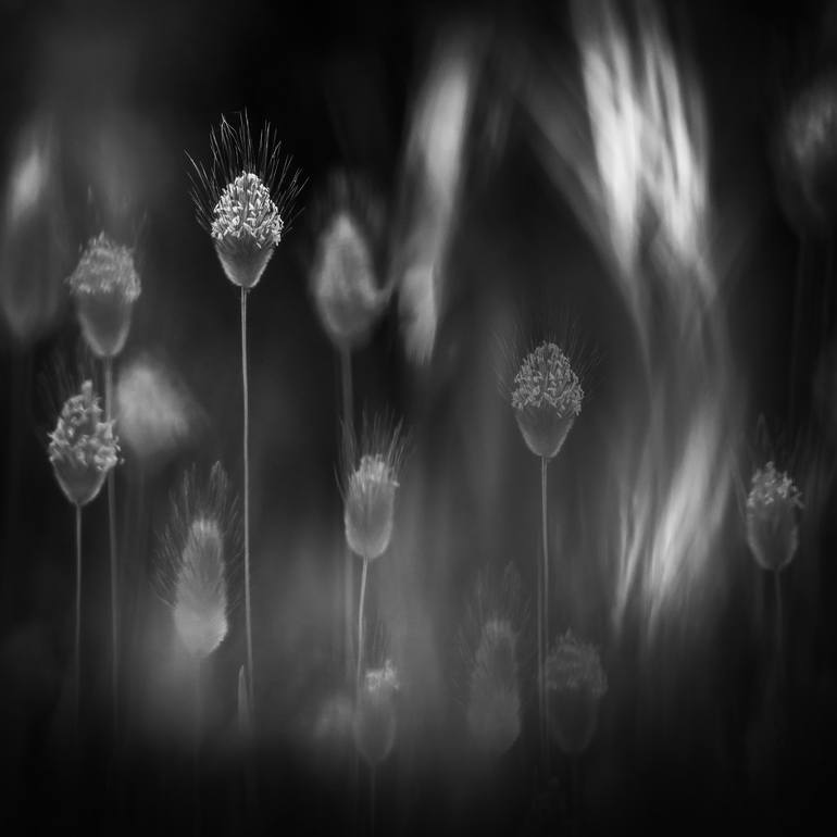 Print of Fine Art Floral Photography by Cesar Torres