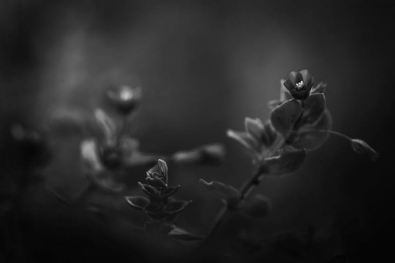 Print of Fine Art Floral Photography by Cesar Torres