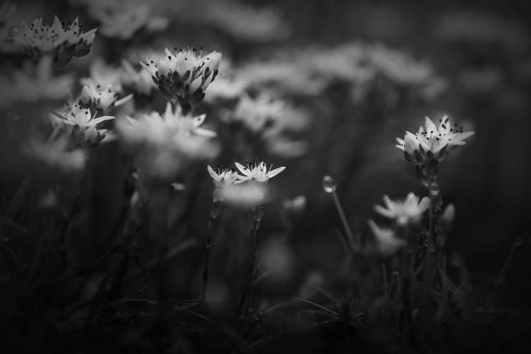 Print of Fine Art Floral Photography by Cesar Torres