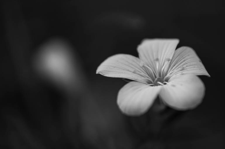 Print of Floral Photography by Cesar Torres