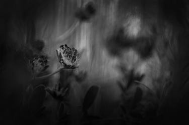 Print of Fine Art Floral Photography by Cesar Torres