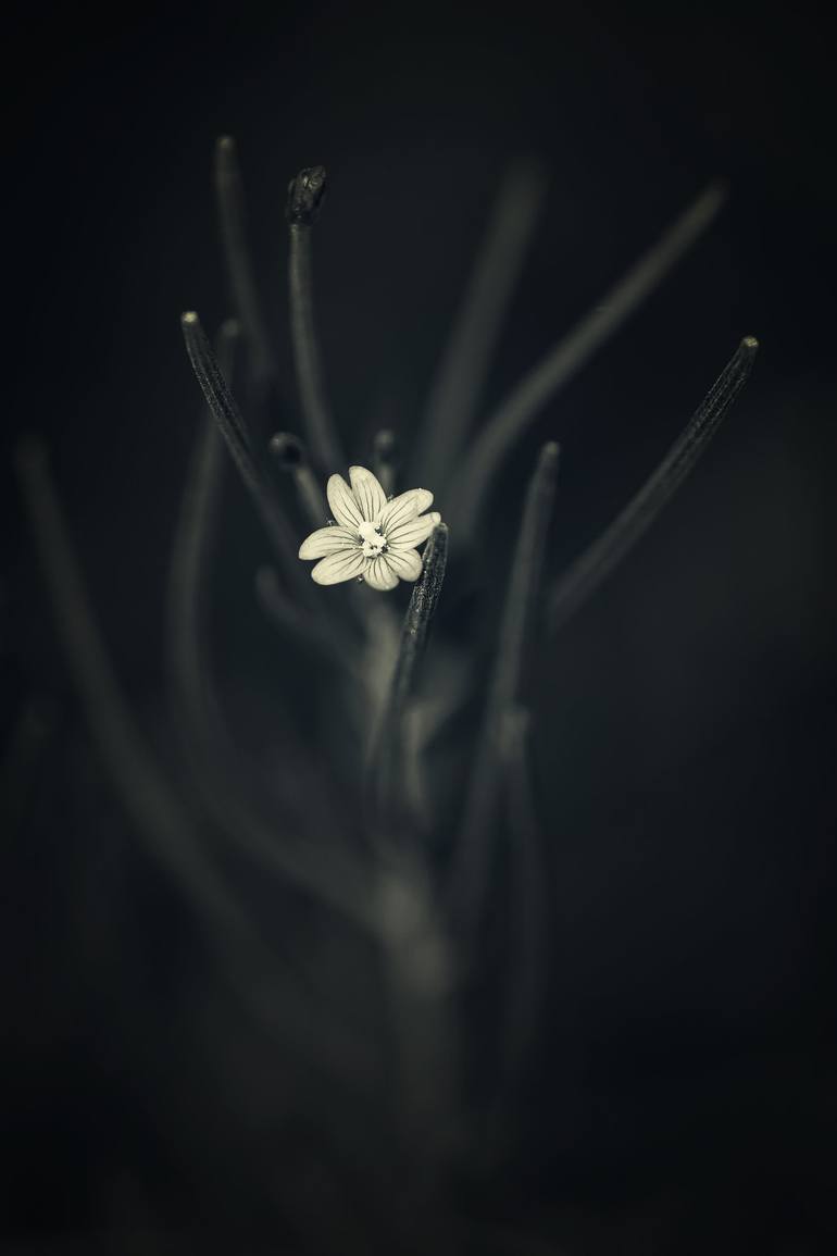 Print of Fine Art Floral Photography by Cesar Torres