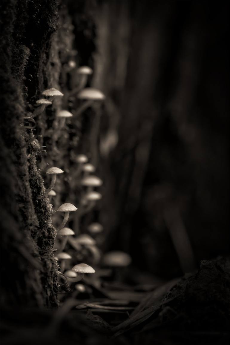 Print of Floral Photography by Cesar Torres