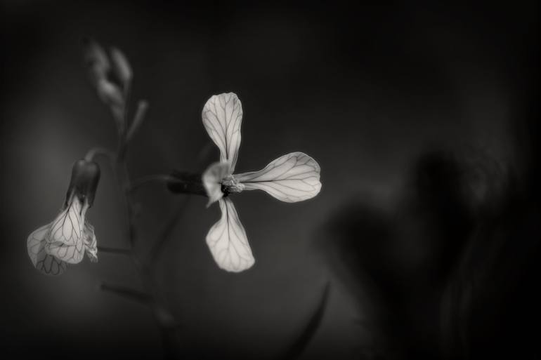 Print of Fine Art Floral Photography by Cesar Torres