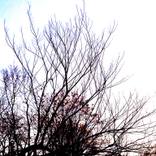 Collection Branches