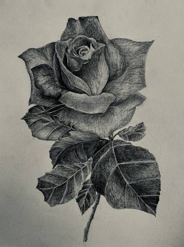 Original Illustration Botanic Drawings by Iryna Rankich