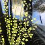 Detail view of sunrays coming through woods