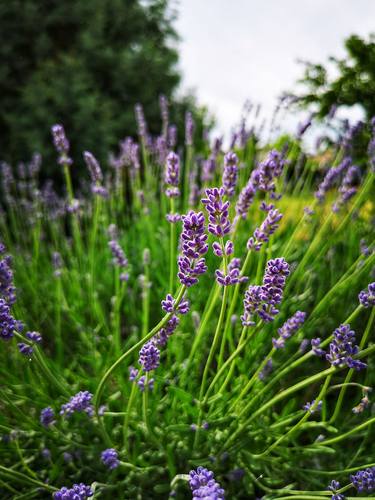 Print of Floral Photography by Stefan Artmason