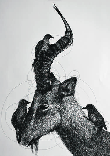 Original Fine Art Animal Drawing by Renáta Pethő