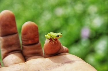 Print of Documentary Nature Photography by Bolaji Alonge