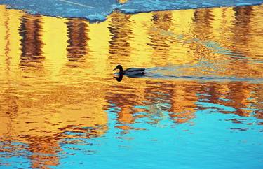 The duck floats in water_II. - Limited Edition of 20 thumb