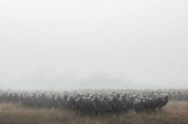 Saatchi Art Artist Jake Weisz; Photography, “Silence of the lambs” #art