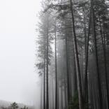 Into the Woods - Limited Edition of 20 (+2 AP) - Limited Edition of 20 by Jake Weisz