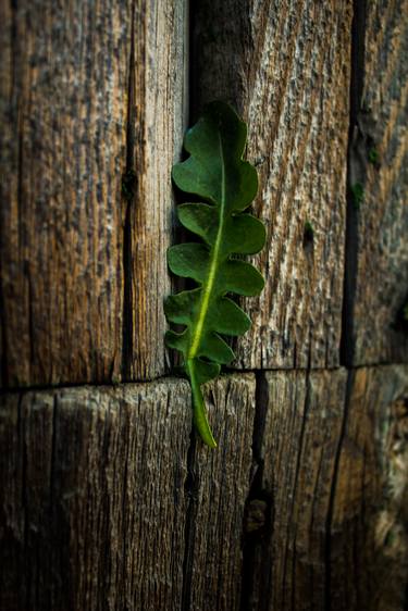 Green leaf thumb