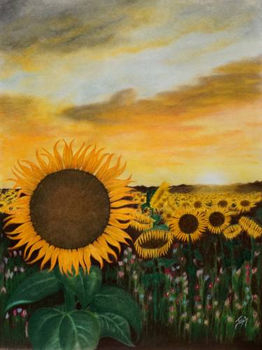 Sunflower Sunset thumb