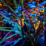 Garden by Night by Daniel Root