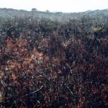 Amsterdam Montauk by Daniel Root