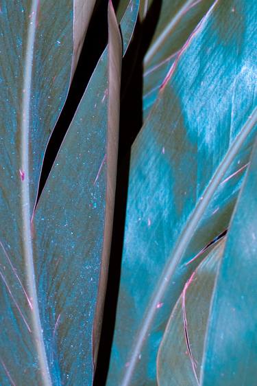 Print of Abstract Botanic Photography by Nooma Layla