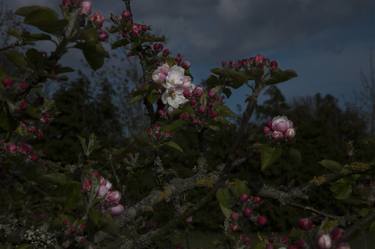 APPLE BLOSSOM IN SPRING thumb