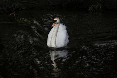 Original Animal Photography by MEIRION HARRIES