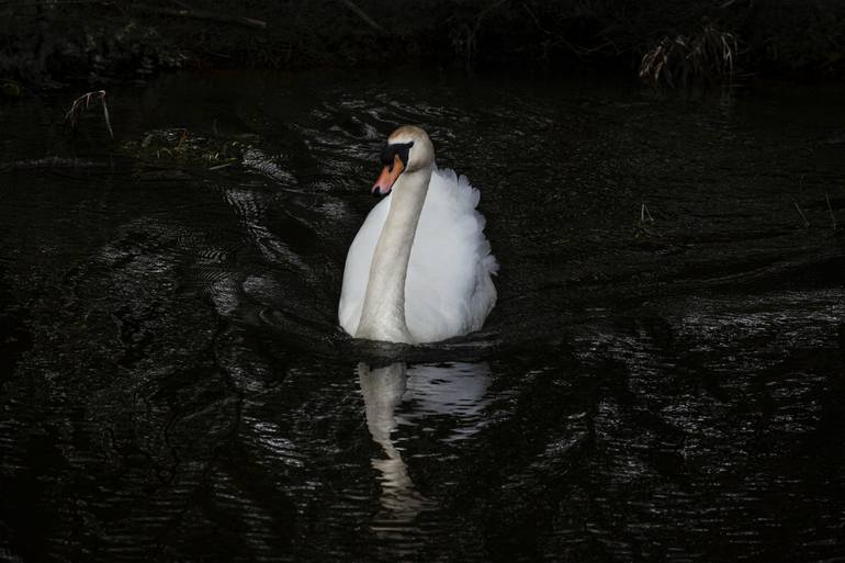 SWAN BLACK WATER Photography by MEIRION | Art