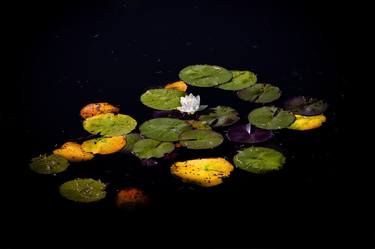 Original Documentary Floral Photography by MEIRION HARRIES