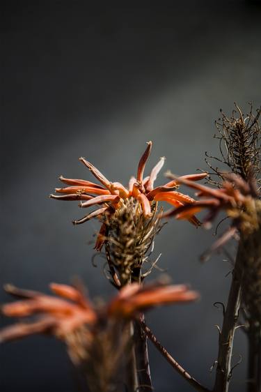 Print of Documentary Floral Photography by MEIRION HARRIES