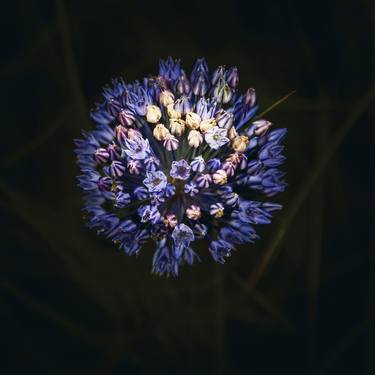 Print of Fine Art Floral Photography by MEIRION HARRIES