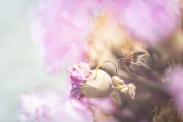 Original Abstract Floral Photography by Giacomo Giannelli